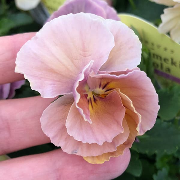 【お1人様1ポット】ビオラ：ときめきビオラ　シフォンドレス3.5号ポット