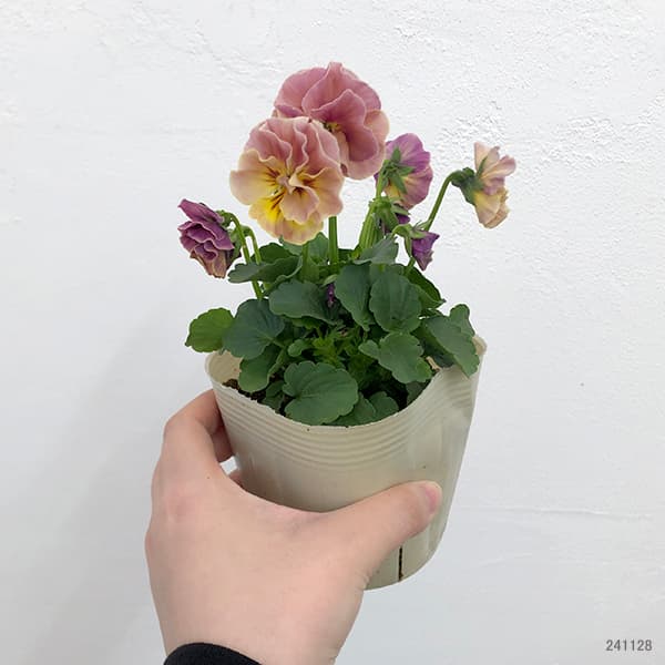 【お1人様1ポット】ビオラ：ときめきビオラ　シフォンドレス3.5号ポット