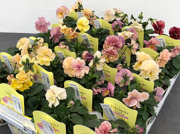 【お1人様1ポット】ビオラ：ときめきビオラ　シフォンドレス3.5号ポット