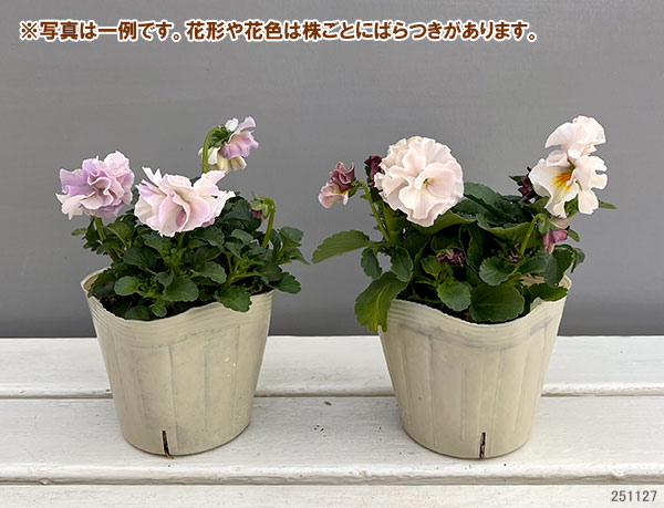 【お1人様1ポット】ビオラ：ときめきビオラ　シフォンドレス3.5号ポット