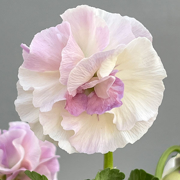 【お1人様1ポット】ビオラ：ときめきビオラ　シフォンドレス3.5号ポット