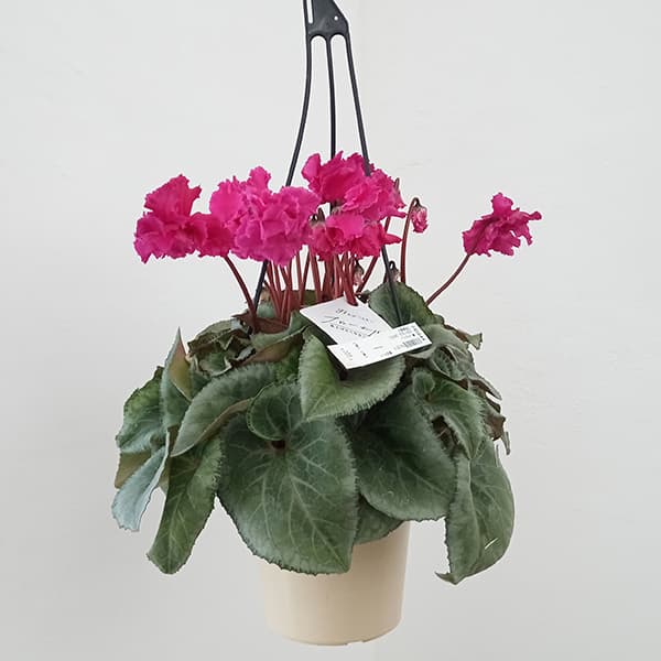 園芸ネット本店｜シクラメン：フローエル（24-01）5号鉢植え の通販