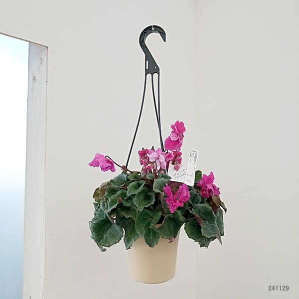 園芸ネット本店｜シクラメン：フローエル（24-02）5号鉢植え の通販