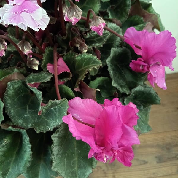 園芸ネット本店｜シクラメン：フローエル（24-02）5号鉢植え の通販