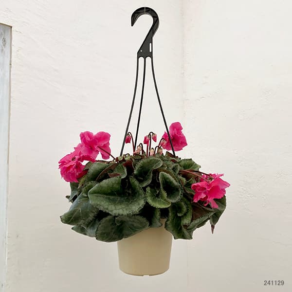 園芸ネット本店｜シクラメン：フローエル（24-07）5号鉢植え の通販