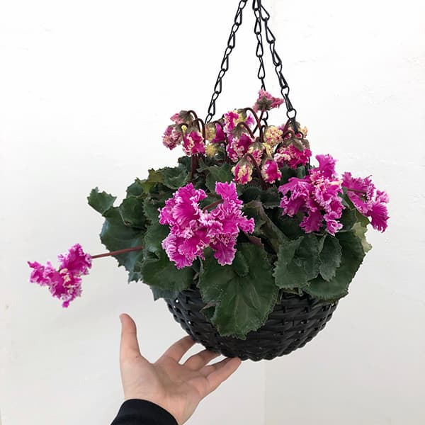 園芸ネット本店｜シクラメン：フローエル5号・ハンギングバスケット