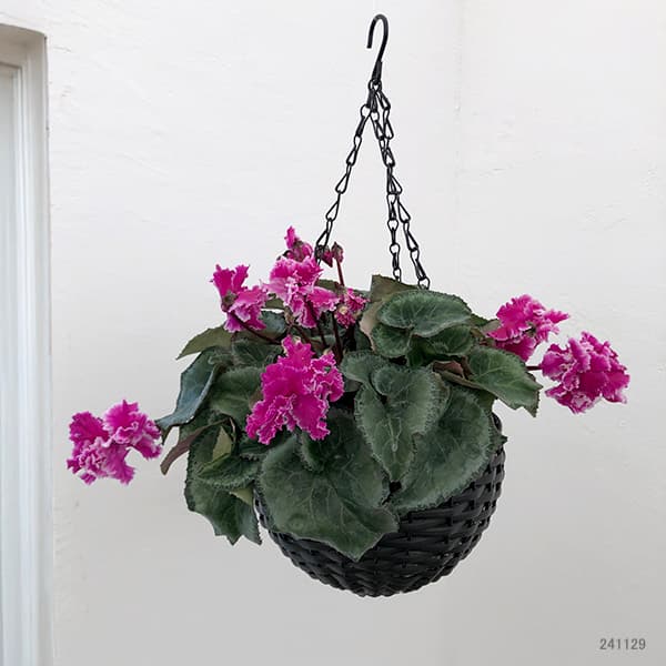 園芸ネット本店｜シクラメン：フローエル5号・ハンギングバスケット