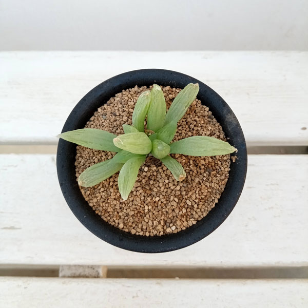 ブルビネ：メセンブリアントイデス　3号鉢植え*