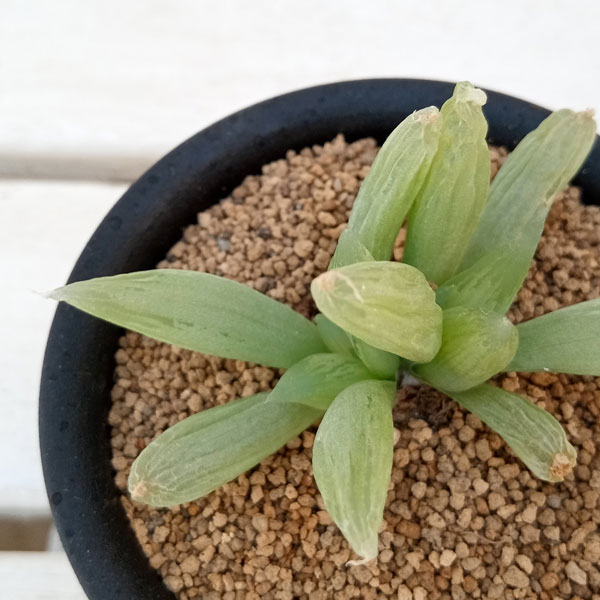 ブルビネ：メセンブリアントイデス　3号鉢植え*