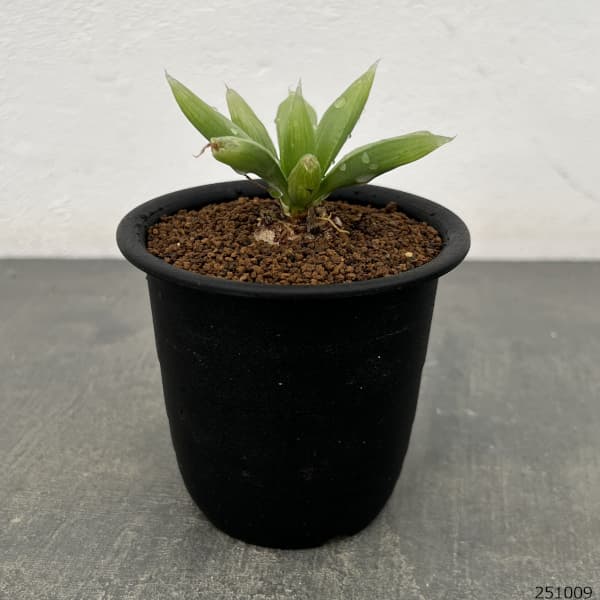 ブルビネ：メセンブリアントイデス　3号鉢植え*