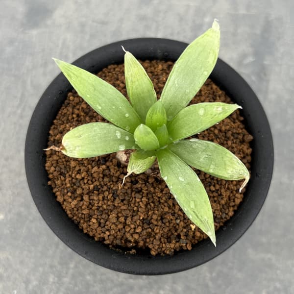 ブルビネ：メセンブリアントイデス　3号鉢植え*