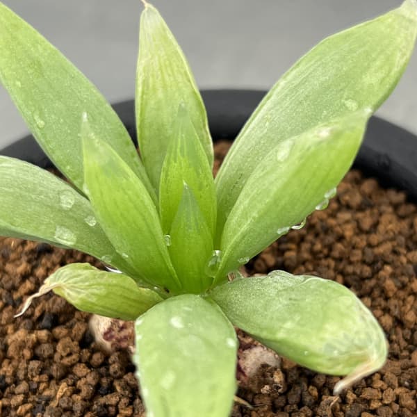 ブルビネ：メセンブリアントイデス　3号鉢植え*