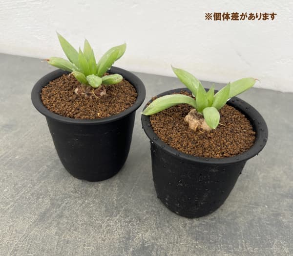 ブルビネ：メセンブリアントイデス　3号鉢植え*