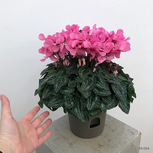 園芸ネット本店｜24-09：シクラメン：スーパージックス サーモンウィズ