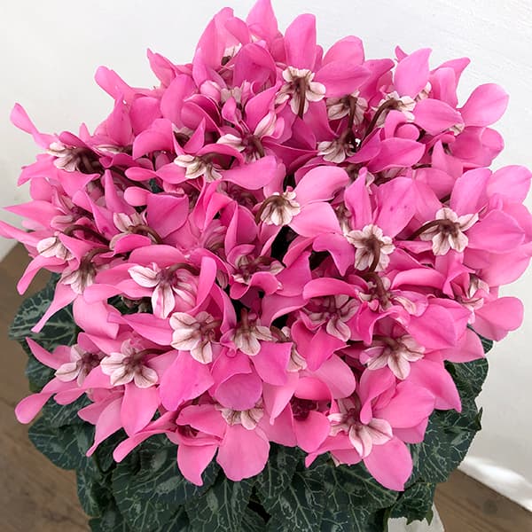 園芸ネット本店｜24-09：シクラメン：スーパージックス サーモンウィズ