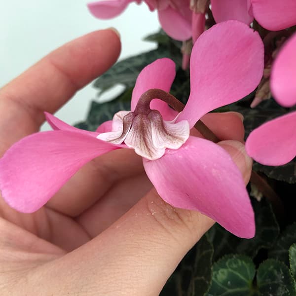 園芸ネット本店｜24-09：シクラメン：スーパージックス サーモンウィズ