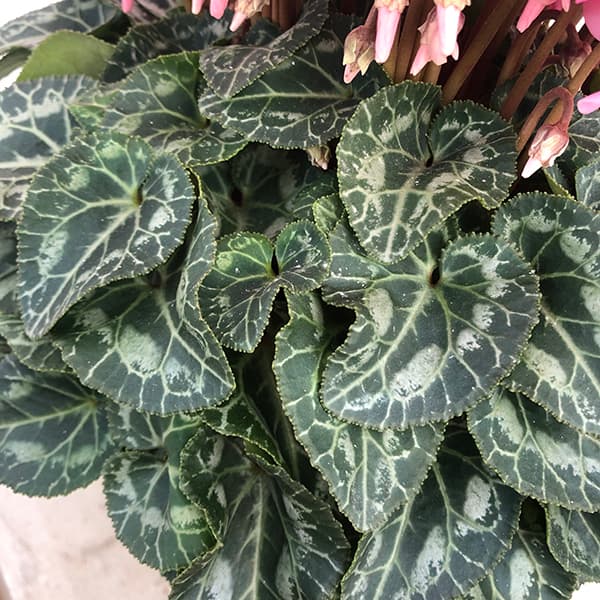 園芸ネット本店｜24-09：シクラメン：スーパージックス サーモンウィズ