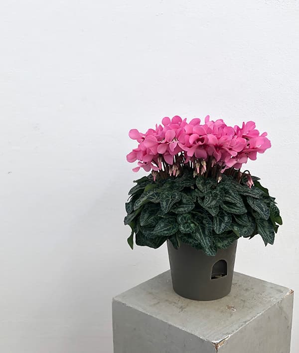 園芸ネット本店｜24-09：シクラメン：スーパージックス サーモンウィズ