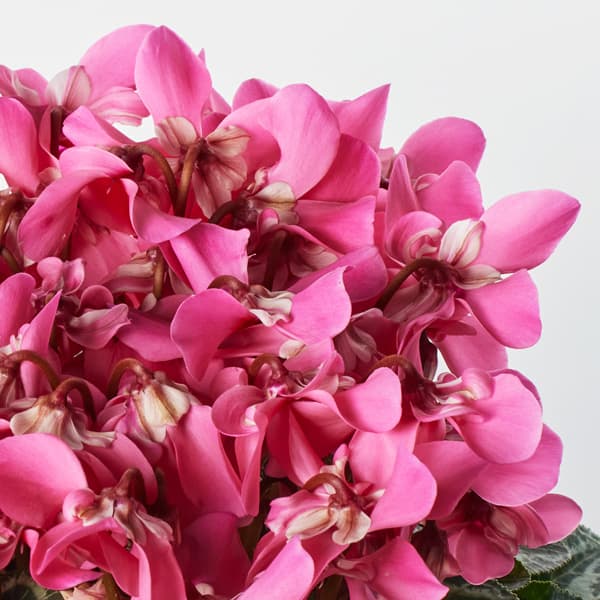 園芸ネット本店｜24-09：シクラメン：スーパージックス サーモンウィズ