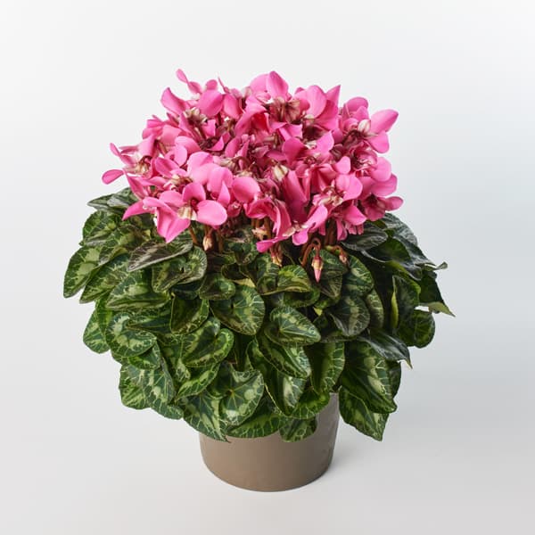 シクラメン 園芸ネット本店｜24-09：シクラメン：スーパージックス サーモンウィズ