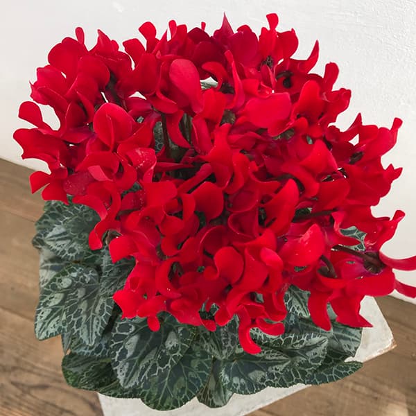 24-10:シクラメン:スカーレット4号鉢植え・保坂親司氏