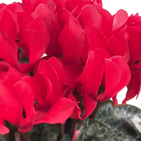 24-10:シクラメン:スカーレット4号鉢植え・保坂親司氏