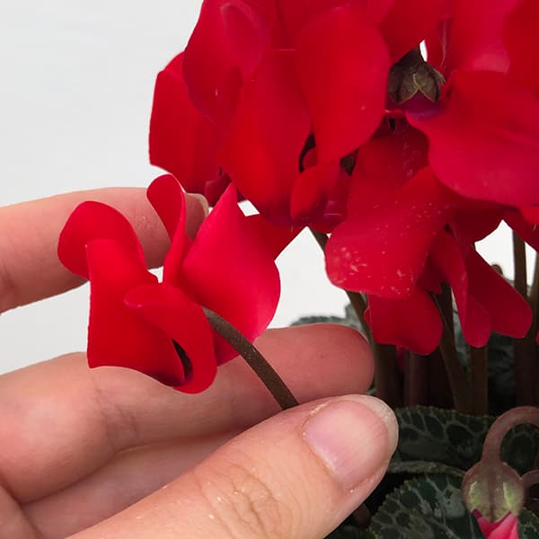 24-10:シクラメン:スカーレット4号鉢植え・保坂親司氏