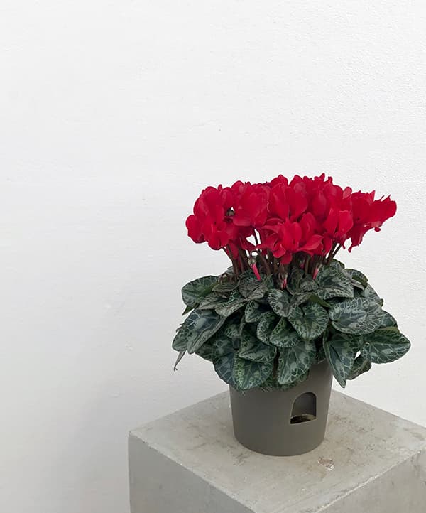 24-10:シクラメン:スカーレット4号鉢植え・保坂親司氏