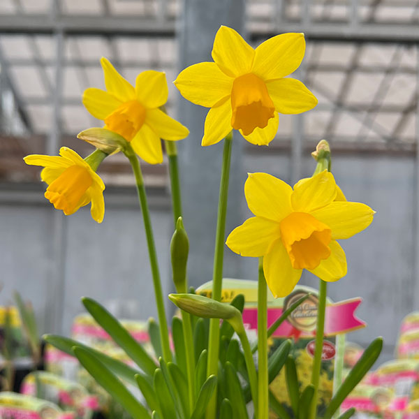 スイセン（水仙）：マルチネット１球植え3号ポット