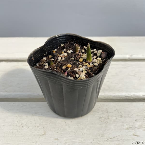 チオノドクサ：ルシリア（青）3球植え3号ポット