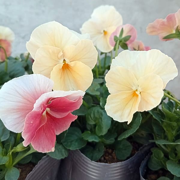 園芸ネット本店｜うえたコレクションビオラ：試験品種【115】3.5号