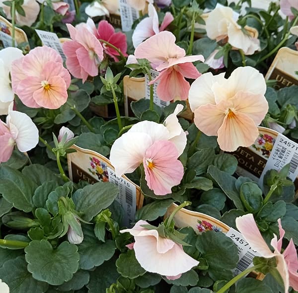 園芸ネット本店｜うえたコレクションビオラ：試験品種【115】3.5号