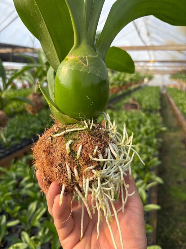 [26年4月下旬予約]グラマトフィラム：キングダム吊り仕立て（Sサイズ、花芽なし）