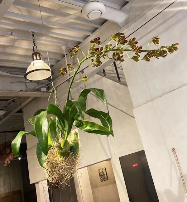 [26年4月下旬予約]グラマトフィラム：キングダム吊り仕立て（Sサイズ、花芽なし）