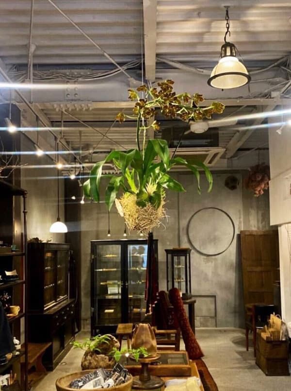 [26年4月下旬予約]グラマトフィラム：キングダム吊り仕立て（Sサイズ、花芽なし）