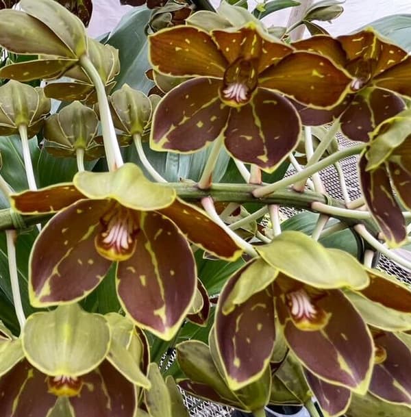 [26年4月下旬予約]グラマトフィラム：キングダム吊り仕立て（Sサイズ、花芽なし）