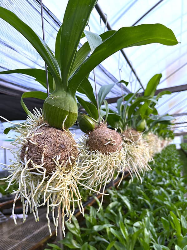 グラマトフィラム：キングダム吊り仕立て（Sサイズ、花芽なし）