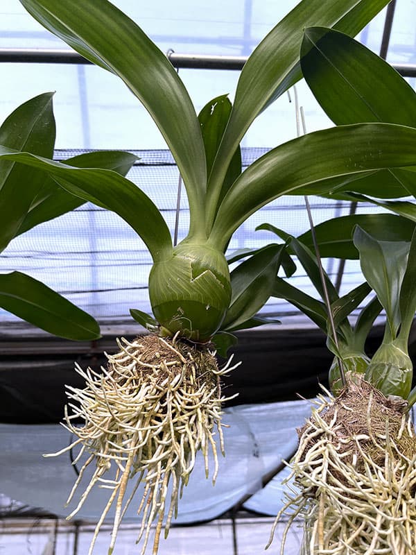 グラマトフィラム：キングダム吊り仕立て（Sサイズ、花芽なし）