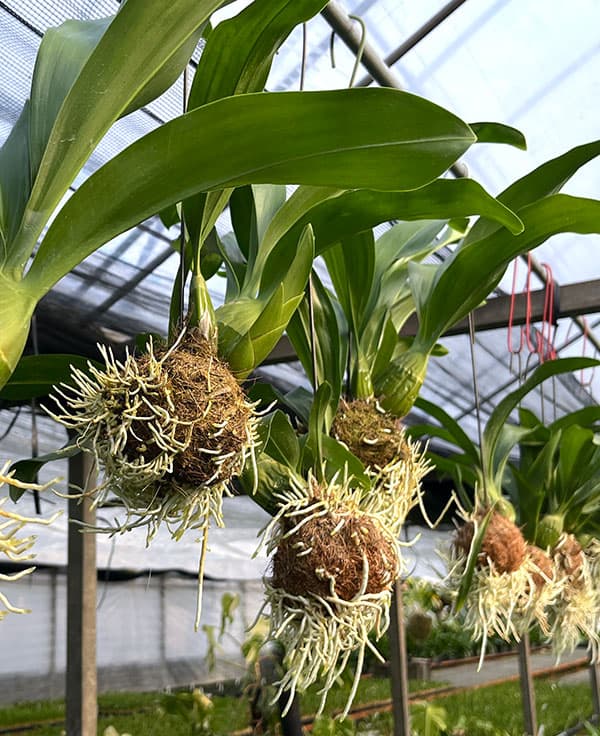 グラマトフィラム：キングダム吊り仕立て（Sサイズ、花芽なし）