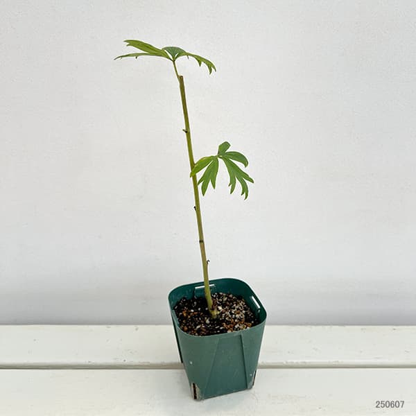 アコニタム:スパークスバラエティ11cm角ポット