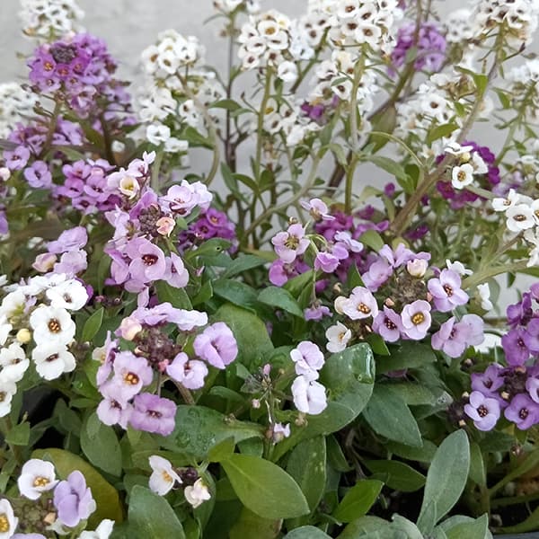 アガベ フロスティークリスタル 5号鉢 アガベ・オバティフォリア