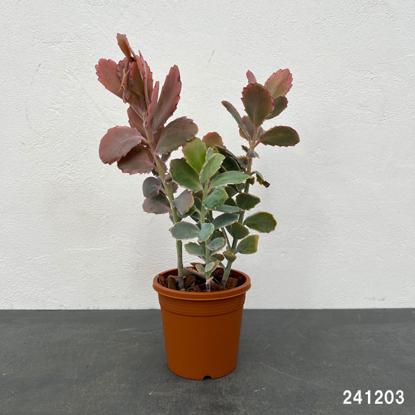 カランコエ：胡蝶の舞　4号鉢植え*