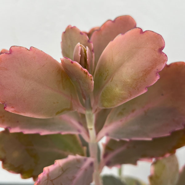 カランコエ：胡蝶の舞　4号鉢植え*