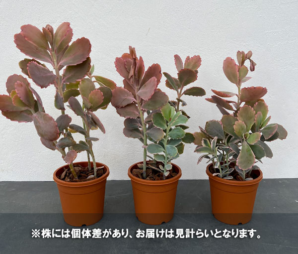 カランコエ：胡蝶の舞　4号鉢植え*