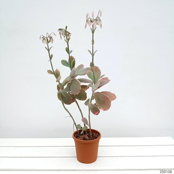 カランコエ：胡蝶の舞　4号鉢植え*