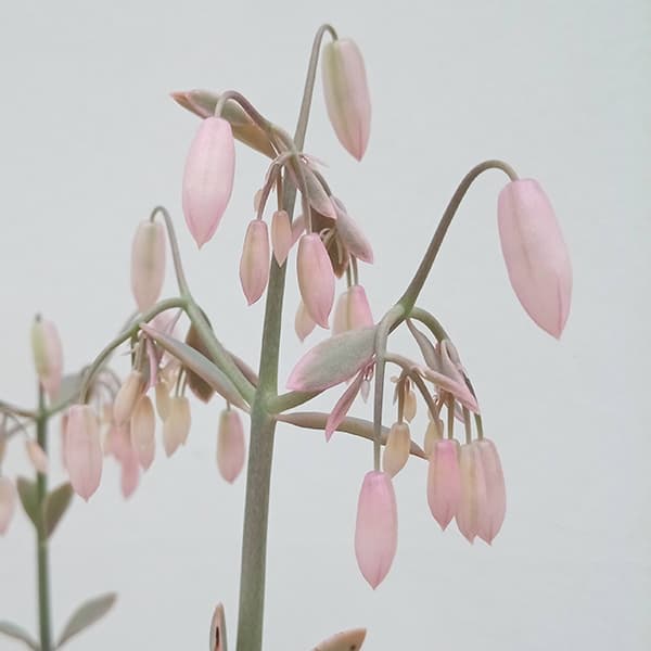 カランコエ：胡蝶の舞　4号鉢植え*