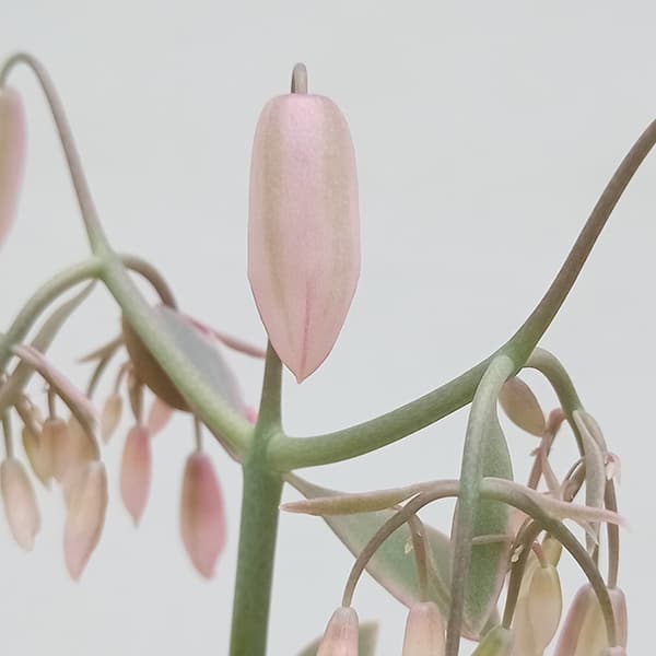 カランコエ：胡蝶の舞　4号鉢植え*