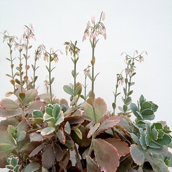 カランコエ：胡蝶の舞　4号鉢植え*