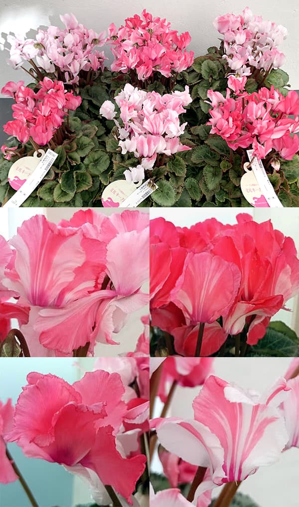 シクラメン：ミルキーガール4号鉢植え の通販 | 園芸ネット