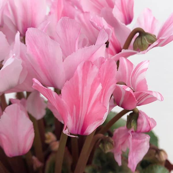 園芸ネット本店｜シクラメン：ミルキーガール4号鉢植え の通販【公式】